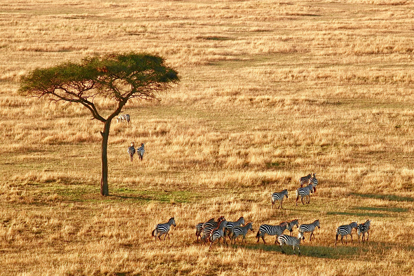 5 Days Of Safari In Tanzania And 4 Days In Zanzibar (jul-oct)