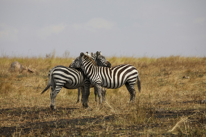 6 Days Safari In Tanzania And 3 Days In Zanzibar (jan-mar)