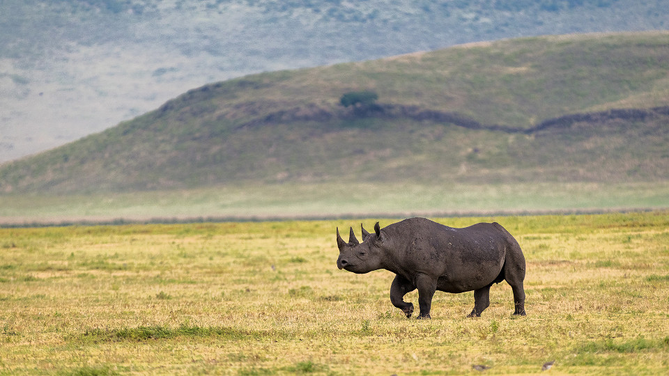 Ngorongoro Crater